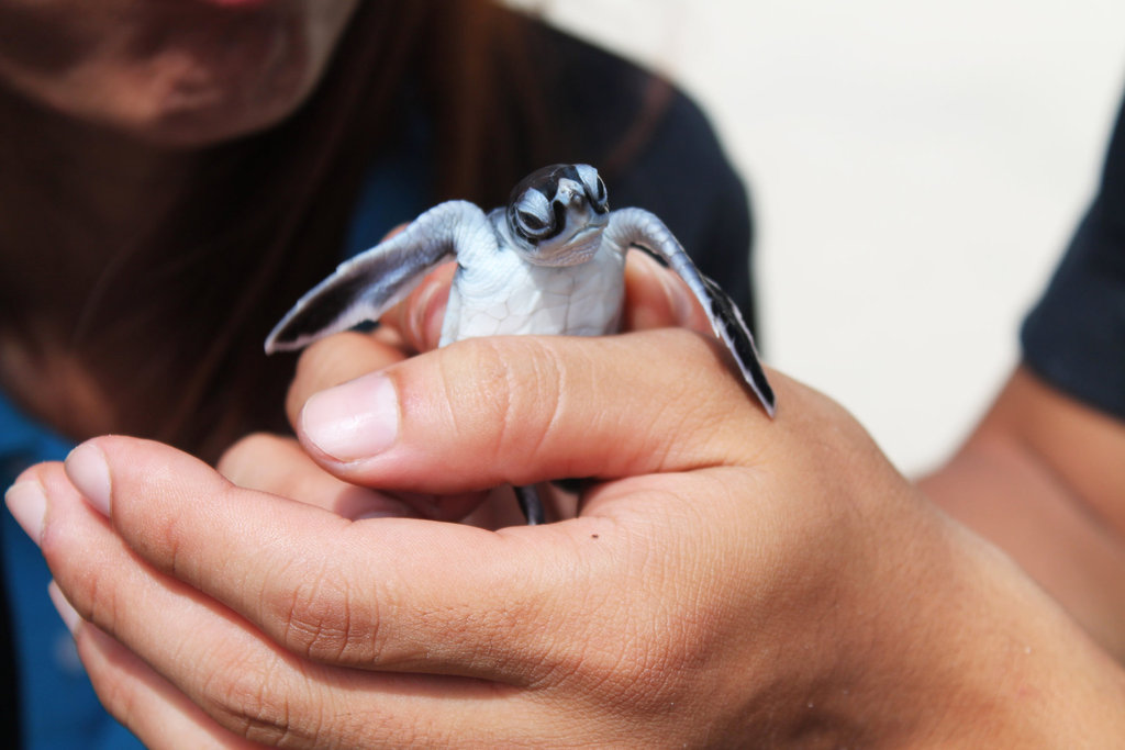 Phần 2: Những giọt mồ hôi ở hồ ấp trứng&nbsp;rùa